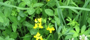 Mélange prairie LATIS TS non traité