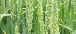 Blé tendre TARRAFAL AB COPSEED