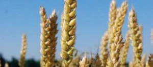 Blé tendre TENGRI AB COPSEED