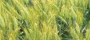 Blé tendre IZALCO AB COPSEED