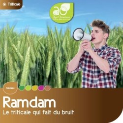 Triticale RAMDAM AB COPSEED