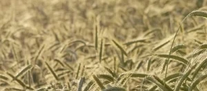 Seigle D. KANTER AB non traité