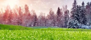 Pois protéagineux FURTIF AB non traité