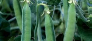 Pois protéagineux POSEIDON non traité