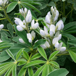 Lupin ORUS SAS INSEMO B