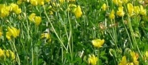 Lotier corniculé non traité