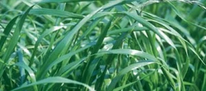 Ray grass hybride CABESTAN non traité