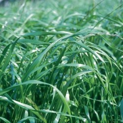 Ray grass hybride CABESTAN non traité