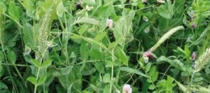 Méteil fourrager sans céréales M-EP non traité