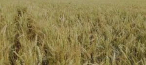 Blé tendre MIX LN AB non traité