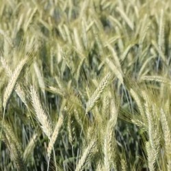 Triticale TRIMONDO AB non traité