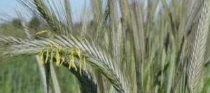 Seigle DRAGON AB non traité