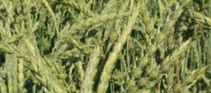 Epeautre PARACELSUS AB non traité