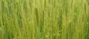 Engrain (Petit épeautre) EBNERS EINKORN AB non traité