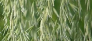 Avoine DALGUISE blanche VIBRANCE GOLD