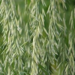 Avoine DALGUISE blanche VIBRANCE GOLD