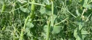 Pois protéagineux FRESNEL PREPPER