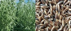 Avoine HUCUL noire AB non traité