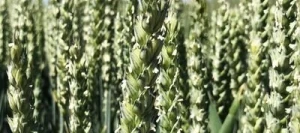 Blé tendre CELEBRITY VIBRANCE GOLD