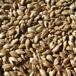 Epeautre ALKOR non traité