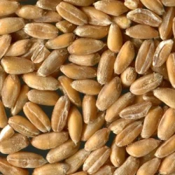 Epeautre ALKOR décortiqué REDIGO