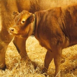 B-MILK FERMIER - Aliment d'allaitement