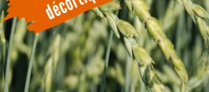 Epeautre ALKOR AB décortiqué COPSEED