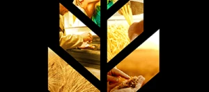 Blé dur BELALUR VIBRANCE GOLD