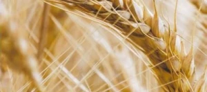 Blé tendre HANSEL VIBRANCE GOLD