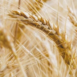 Blé tendre HANSEL AB COPSEED