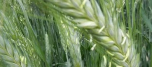 Triticale BIKINI VIBRANCE GOLD