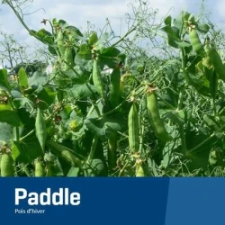 Pois protéagineux PADDLE PREPPER