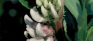 Féverole IRENA PREPPER