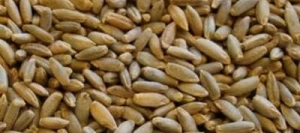 Seigle REFLEKTOR non traité