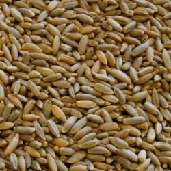 Seigle REFLEKTOR AB non traité