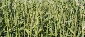 Seigle fourrager TURBOGREEN non traité