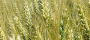 Blé tendre ABILENE VIBRANCE GOLD