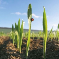 Orge 6R COCCINEL AB non traité