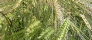 Orge 6R ETERNEL AB non traité