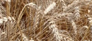 Blé tendre ENERGO AB COPSEED