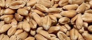 Blé tendre GRAZIARO AB COPSEED