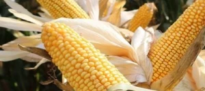 Maïs précoce PRIVAT AB non traité