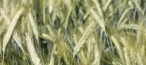 Triticale TRIMONDO CELEST Net