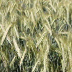 Triticale TRIMONDO CELEST Net