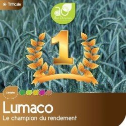 Triticale LUMACO VIBRANCE GOLD