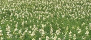 Lupin FIGARO blanc SAS INSEMO B