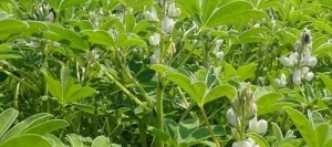 Lupin SULIMO blanc SAS INSEMO B