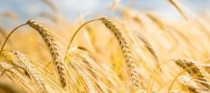 Orge 2R LAUREATE VIBRANCE GOLD