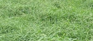 Dactyle CAIUS non traité