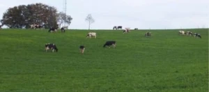 Fétuque des prés ALFIO non traité